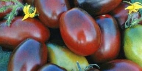 Black moor paradajz: recenzije, fotografije, prinos